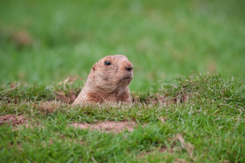 Contact About Groundhog Removal