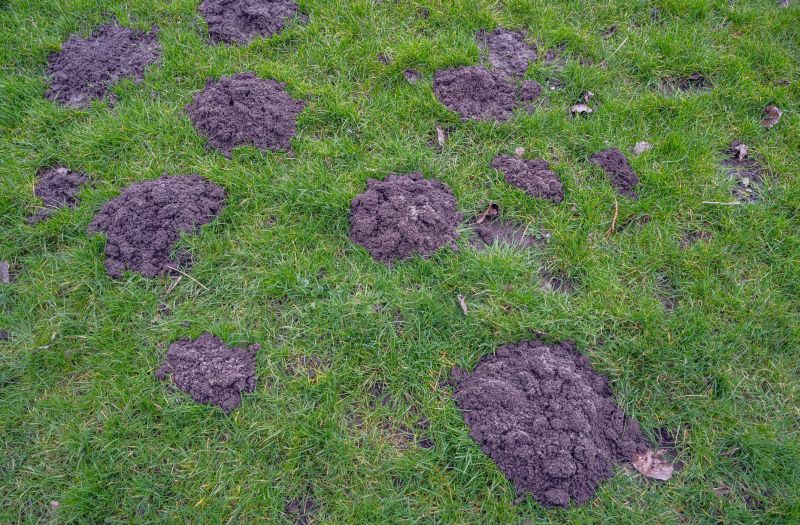 Groundhog Removal