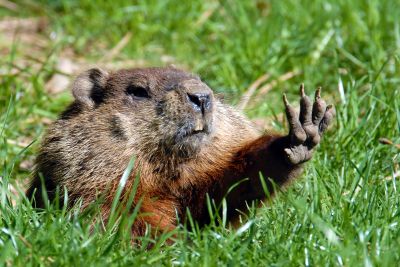 Groundhog Burrows And Their Impact On Property Stability