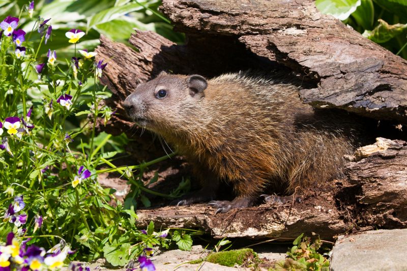 Groundhog Burrows And Their Impact On Property Stability