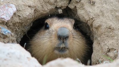 Effective Groundhog Removal Costs — Cost of Groundhog Removal