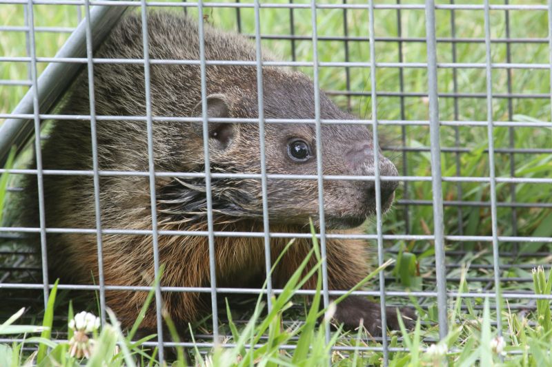 Effective Groundhog Removal Costs — Cost of Groundhog Removal