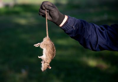 Effective Groundhog Removal Costs — Cost of Groundhog Removal