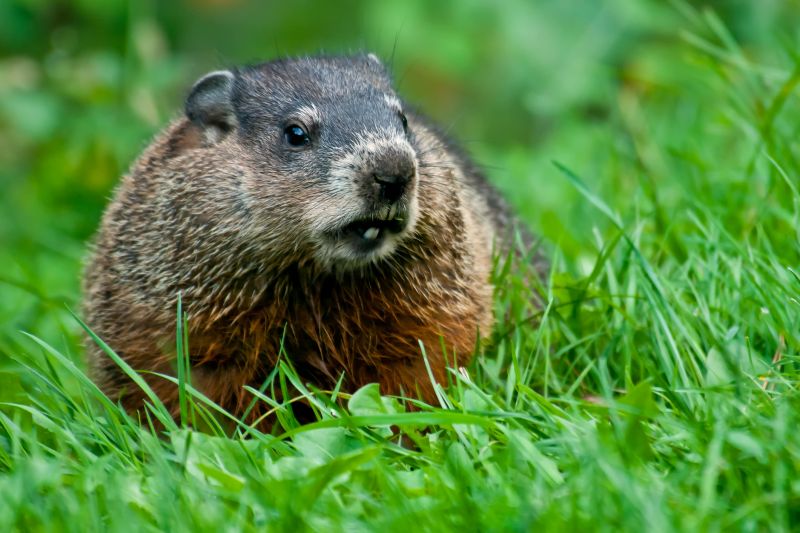 Groundhog Removal