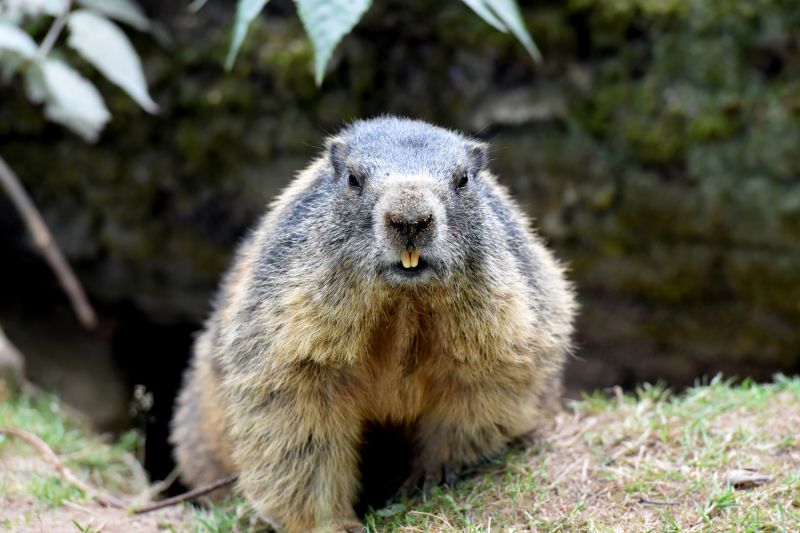 Groundhog Removal