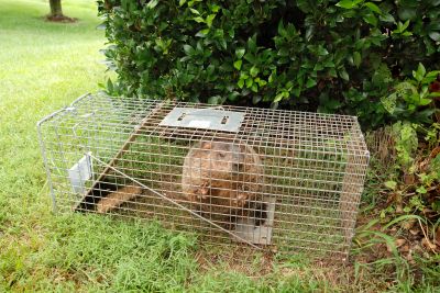 Groundhog Traps in Action