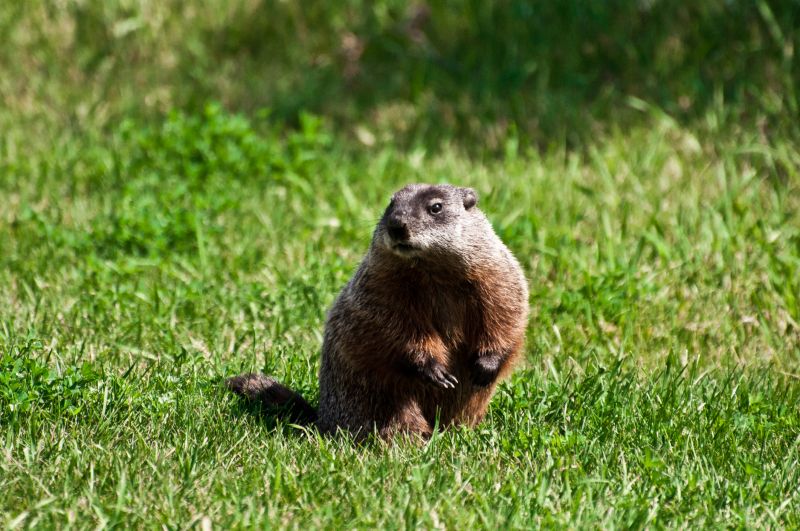 Property Damage from Groundhogs