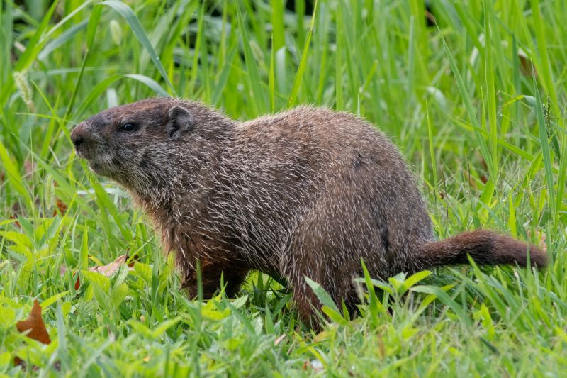 Groundhog Removal Process