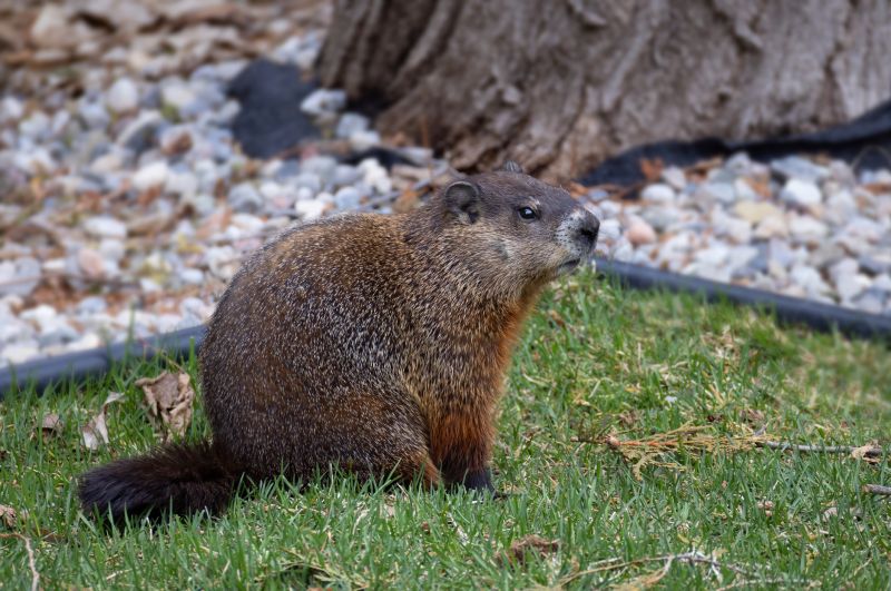Groundhog Damage Prevention
