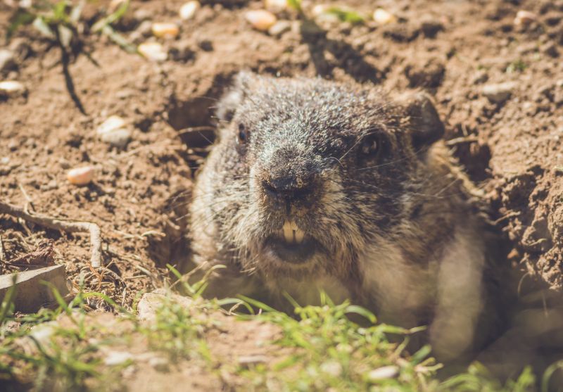 Groundhog Habitat Control