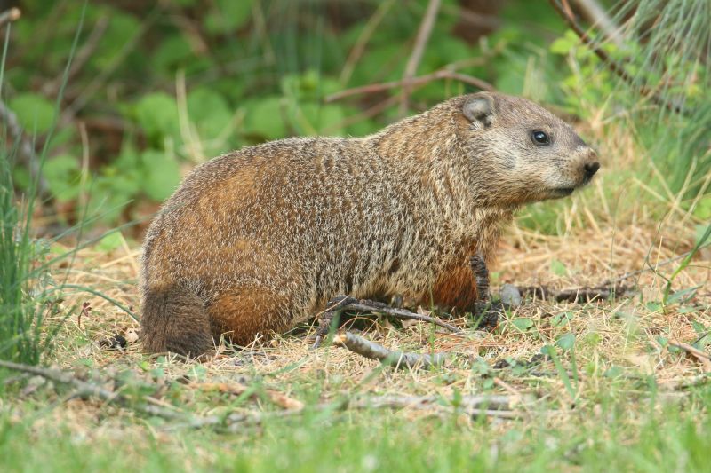 Health And Safety Risks Associated With Groundhog Activity