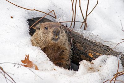 Seasonal Groundhog Behavior And When Removal Is Most Effective