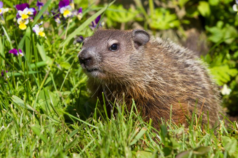 Seasonal Groundhog Behavior And When Removal Is Most Effective