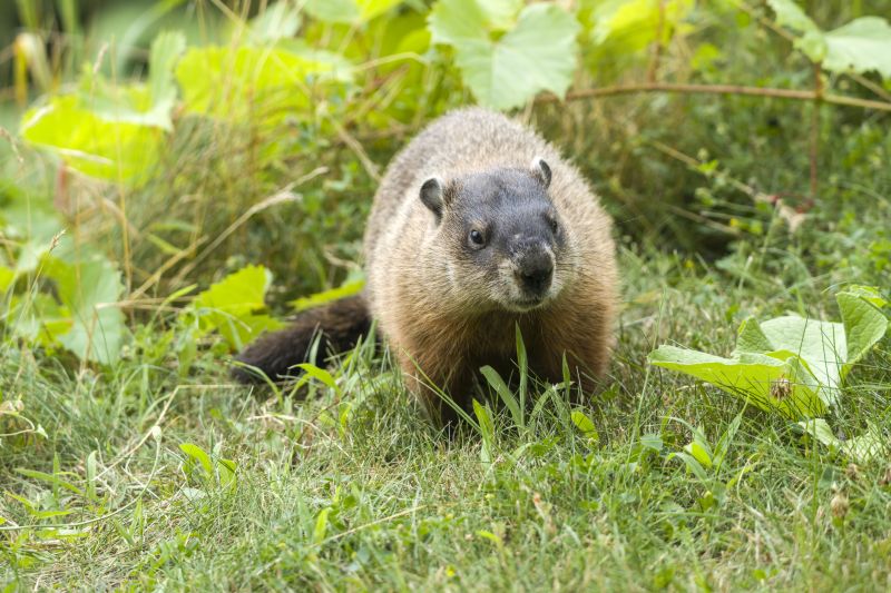 Seasonal Groundhog Behavior And When Removal Is Most Effective