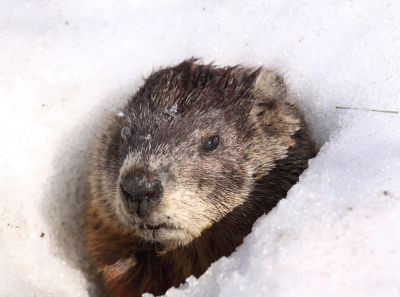 Spring Groundhog Activity
