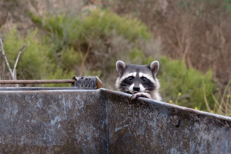 Raccoon in Attic