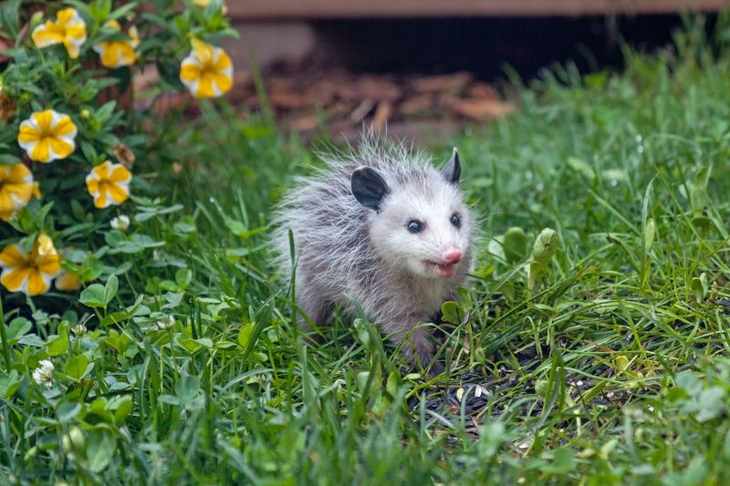 Opossum Climbing