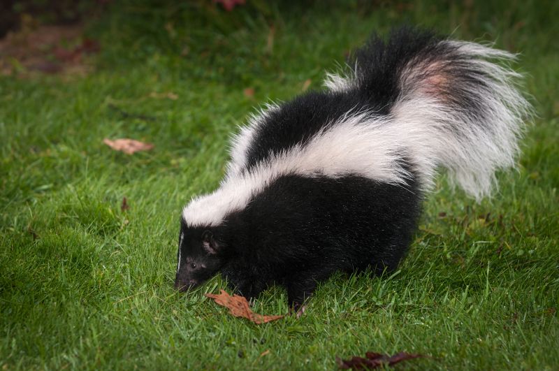 Skunk in Garden