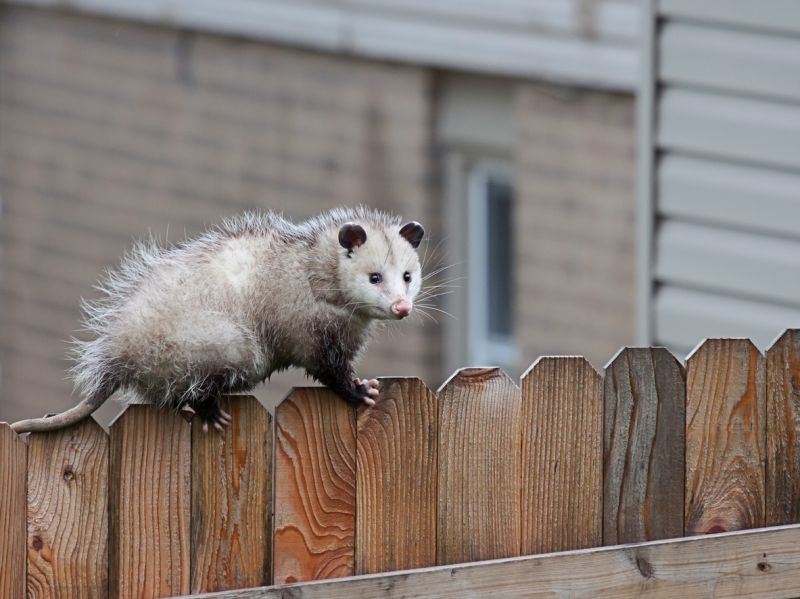 Opossum Climbing Tree