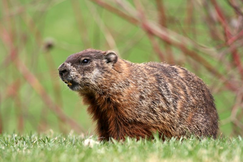 Groundhog Removal